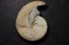 Haploceras (Neolissoceras) grasianum - Berriasien - Gard - France