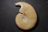 Haploceras (Neolissoceras) grasianum - Berriasien - Gard - France