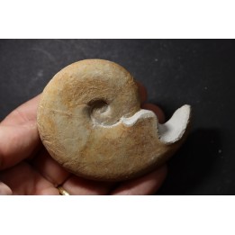 Haploceras (Neolissoceras) grasianum - Berriasian - Gard - France