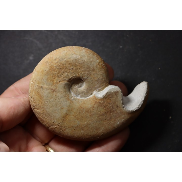 Haploceras (Neolissoceras) grasianum - Berriasien - Gard - France