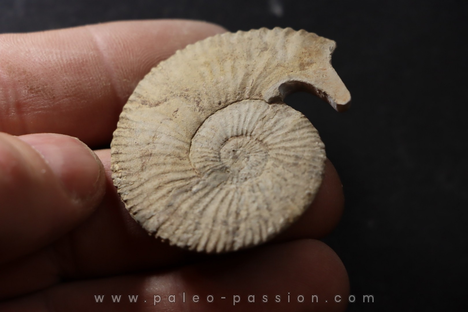 Thurmanniceras thurmanni - Valanginian - Gard - France