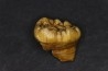 CAVERN BEAR TOOTH - Ursus spelaeus - Pléistocène  from  Europe.