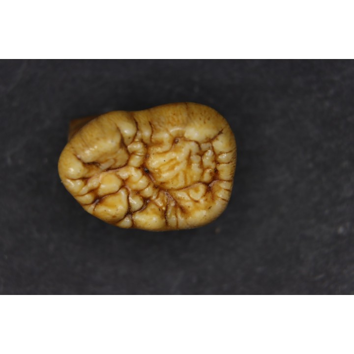 CAVERN BEAR TOOTH - Ursus spelaeus - Pléistocène  from  Europe.