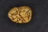 CAVERN BEAR TOOTH - Ursus spelaeus - Pléistocène  from  Europe.