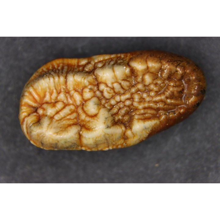 CAVERN BEAR TOOTH - Ursus spelaeus - Pléistocène  from  Europe.