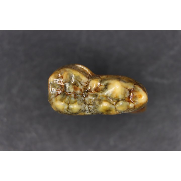CAVERN BEAR TOOTH - Ursus spelaeus - Pléistocène  from  Europe.