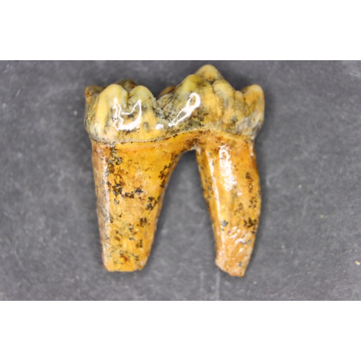 CAVERN BEAR TOOTH - Ursus spelaeus - Pléistocène  from  Europe.