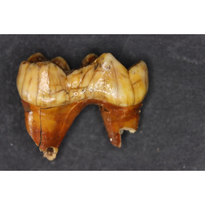 DENT D' OURS DES CAVERNES - Ursus spelaeus - Pléistocène d'Europe