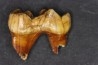 CAVERN BEAR TOOTH - Ursus spelaeus - Pléistocène from Europe.