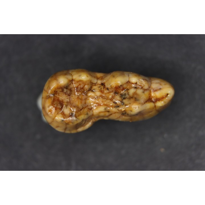 CAVERN BEAR TOOTH - Ursus spelaeus - Pléistocène  from  Europe.