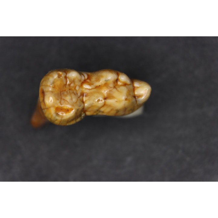 CAVERN BEAR TOOTH - Ursus spelaeus - Pléistocène  from  Europe.