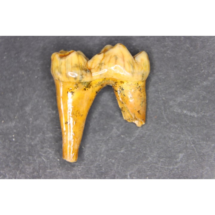 CAVERN BEAR TOOTH - Ursus spelaeus - Pléistocène  from  Europe.