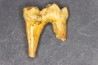 CAVERN BEAR TOOTH - Ursus spelaeus - Pléistocène  from  Europe.