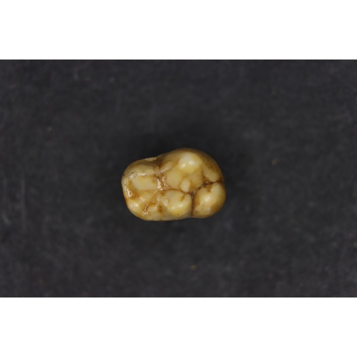 CAVERN BEAR TOOTH - Ursus spelaeus - Pléistocène  from  Europe.