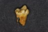 CAVERN BEAR TOOTH - Ursus spelaeus - Pléistocène  from  Europe.