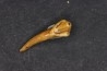 CAVERN BEAR TOOTH - Ursus spelaeus - Pléistocène  from  Europe.