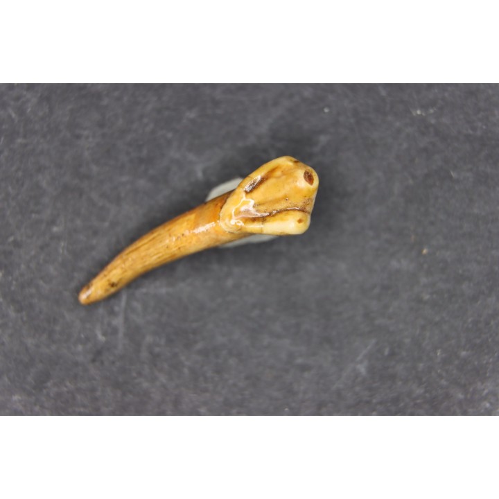 CAVERN BEAR TOOTH - Ursus spelaeus - Pléistocène  from  Europe.