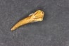 CAVERN BEAR TOOTH - Ursus spelaeus - Pléistocène  from  Europe.