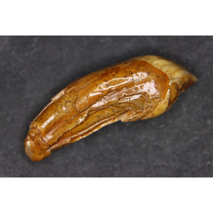 CAVERN BEAR TOOTH - Ursus spelaeus - Pléistocène  from  Europe.