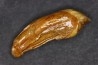 CAVERN BEAR TOOTH - Ursus spelaeus - Pléistocène from Europe.