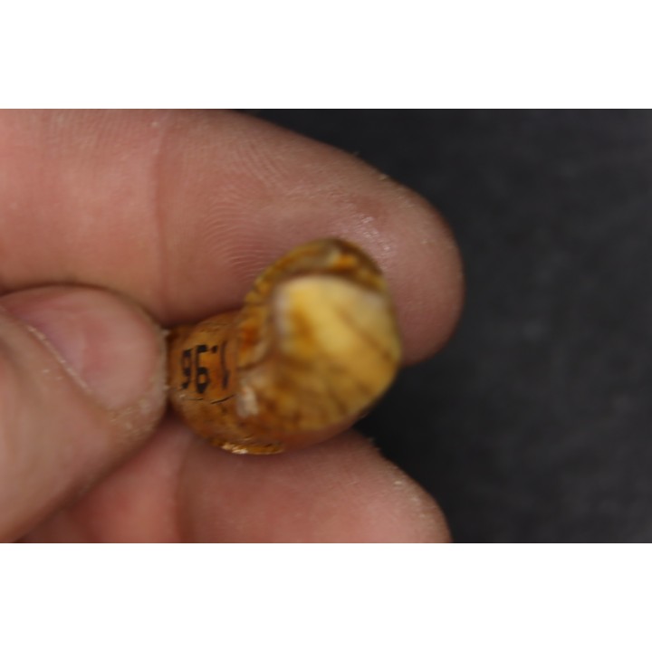 CAVERN BEAR TOOTH - Ursus spelaeus - Pléistocène  from  Europe.