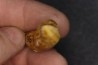 CAVERN BEAR TOOTH - Ursus spelaeus - Pléistocène from Europe.