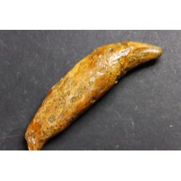 CAVERN BEAR TOOTH - Ursus spelaeus - Pléistocène  from  Europe.