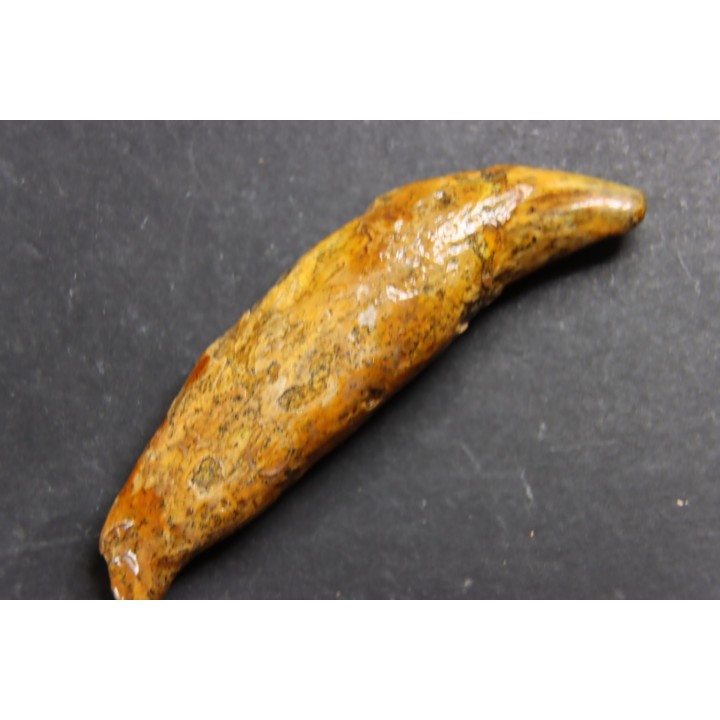CAVERN BEAR TOOTH - Ursus spelaeus - Pléistocène  from  Europe.