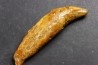 CAVERN BEAR TOOTH - Ursus spelaeus - Pléistocène  from  Europe.