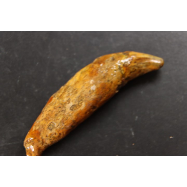 CAVERN BEAR TOOTH - Ursus spelaeus - Pléistocène  from  Europe.