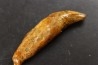 CAVERN BEAR TOOTH - Ursus spelaeus - Pléistocène  from  Europe.