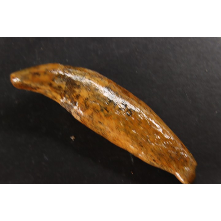CAVERN BEAR TOOTH - Ursus spelaeus - Pléistocène  from  Europe.