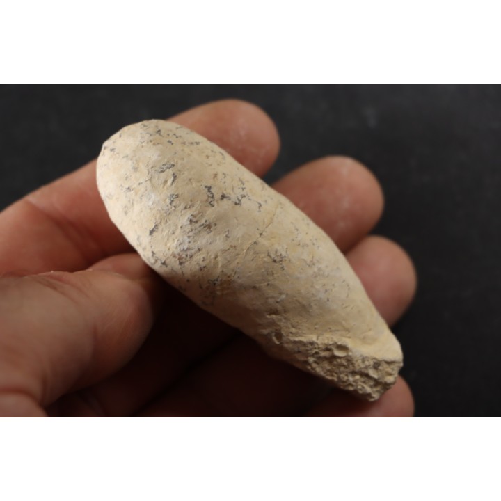 CROCODIL EGG: CROCODILIENOVUM MAJOR - Lutetian - Bouxwiller - FRANCE