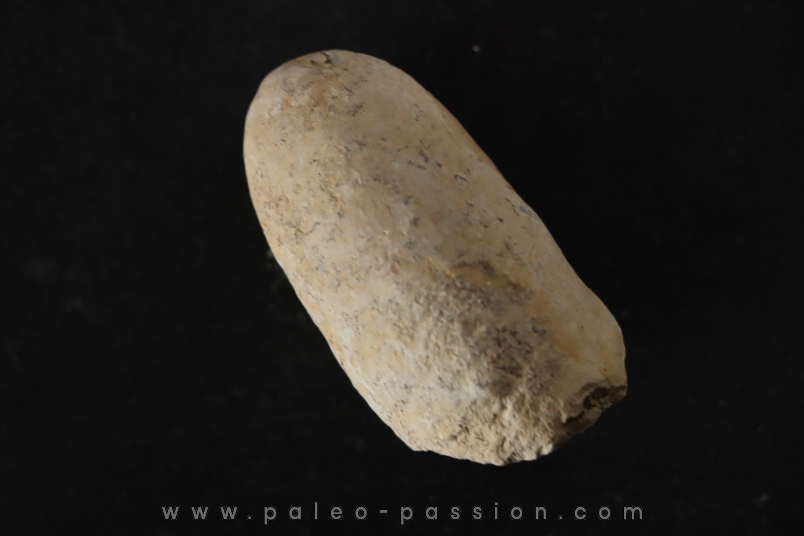 CROCODIL EGG: CROCODILIENOVUM MAJOR - Lutetian - Bouxwiller - FRANCE