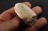 CROCODIL EGG: CROCODILIENOVUM MAJOR - Lutetian - Bouxwiller - FRANCE