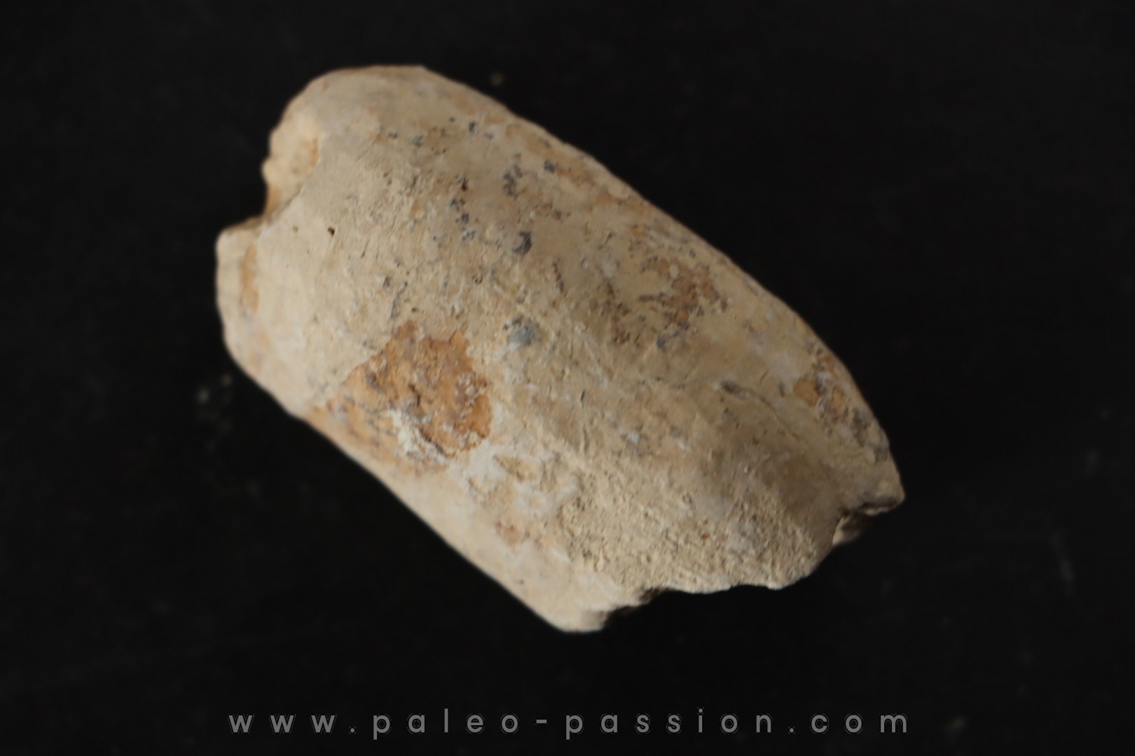 CROCODIL EGG: CROCODILIENOVUM MAJOR - Lutetian - Bouxwiller - FRANCE