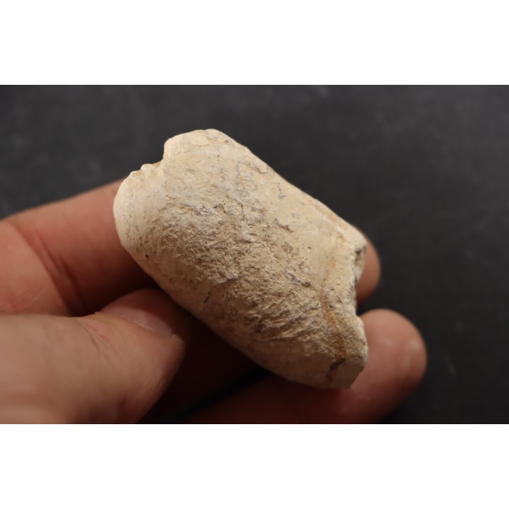 CROCODIL EGG: CROCODILIENOVUM MAJOR - Lutetian - Bouxwiller - FRANCE