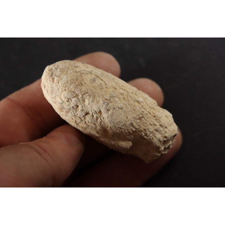 CROCODIL EGG: CROCODILIENOVUM MAJOR - Lutetian - Bouxwiller - FRANCE