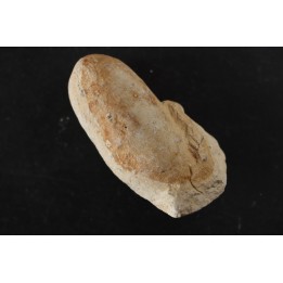 CROCODIL EGG: CROCODILIENOVUM MINOR - Lutetian - Bouxwiller - FRANCE