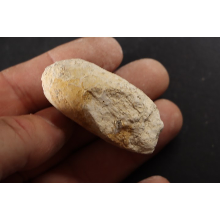 CROCODIL EGG: CROCODILIENOVUM MINOR - Lutetian - Bouxwiller - FRANCE