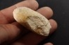 CROCODIL EGG: CROCODILIENOVUM MINOR - Lutetian - Bouxwiller - FRANCE
