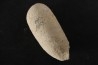 CROCODIL EGG: CROCODILIENOVUM BUXOWILLANUM - Lutetian - Bouxwiller - FRANCE