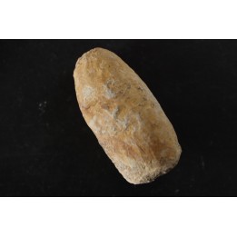 CROCODIL EGG: CROCODILIENOVUM BUXOWILLANUM - Lutetian - Bouxwiller - FRANCE