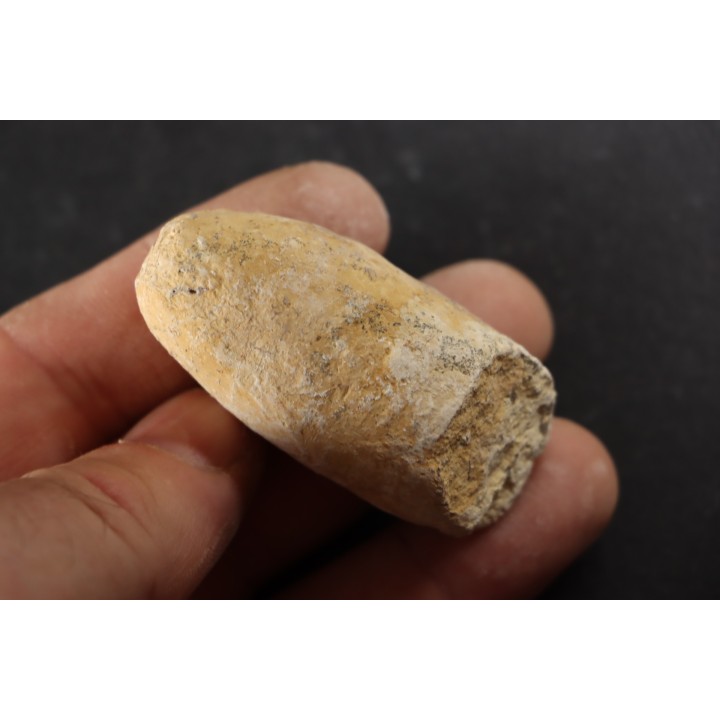 CROCODIL EGG: CROCODILIENOVUM BUXOWILLANUM - Lutetian - Bouxwiller - FRANCE