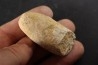 CROCODIL EGG: CROCODILIENOVUM BUXOWILLANUM - Lutetian - Bouxwiller - FRANCE