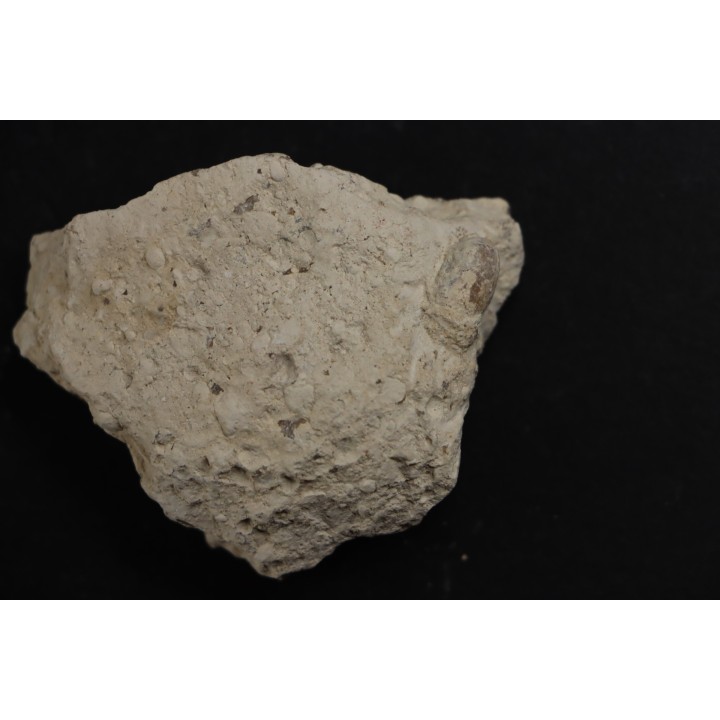 OEUF DE SERPENT:  OPHIDIENOVUM sp. - Lutetien - Bouxwiller - FRANCE