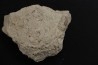 SNAKE EGG: OPHIDIENOVUM sp. - Lutetian - Bouxwiller - FRANCE