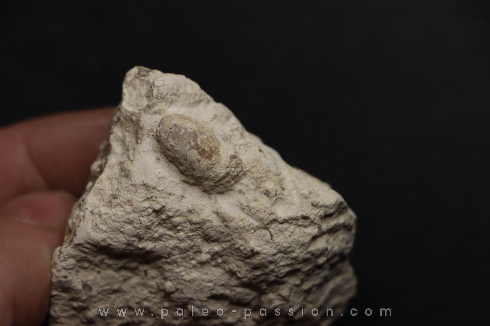 SNAKE EGG: OPHIDIENOVUM sp. - Lutetian - Bouxwiller - FRANCE
