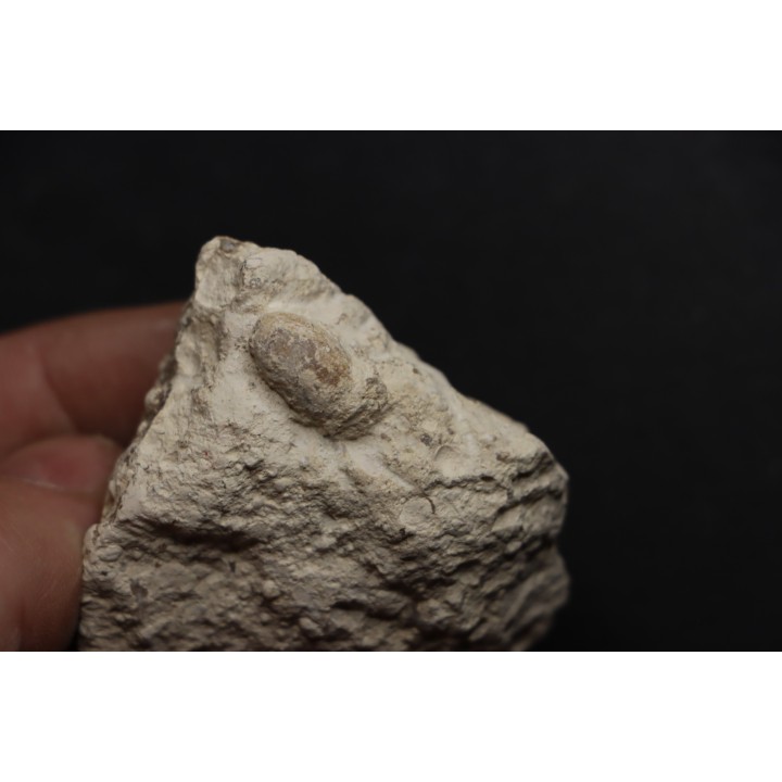 OEUF DE SERPENT:  OPHIDIENOVUM sp. - Lutetien - Bouxwiller - FRANCE