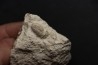 SNAKE EGG: OPHIDIENOVUM sp. - Lutetian - Bouxwiller - FRANCE
